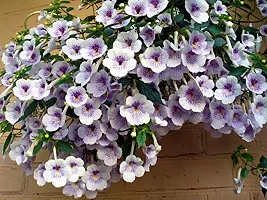 FernsFly? IMP. Achimenes | Nut-Orchid | Orchid Pansy| Star of India Flower Hanging Basket Flower Plant for Home indoor Outdoor Gardening Plants Flowering Bulbs (Pack Of 11 The Blue Sparks)-thumb3