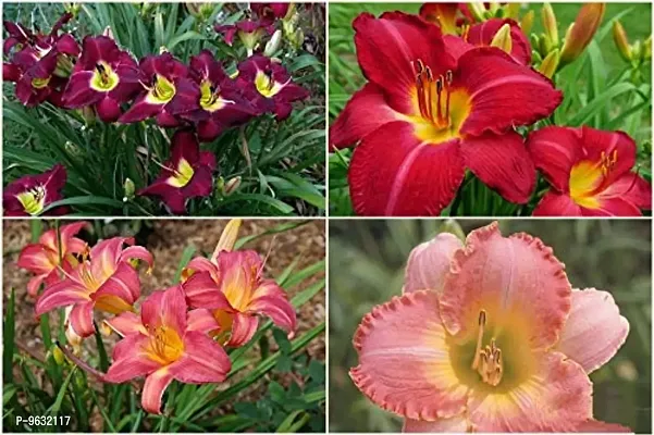 Daylily | Hemerocallis | Daylilies | Day Lily Home Outdoor Gardening Plants Flowering Bulbs Pack of 2 Multi-Color-thumb0