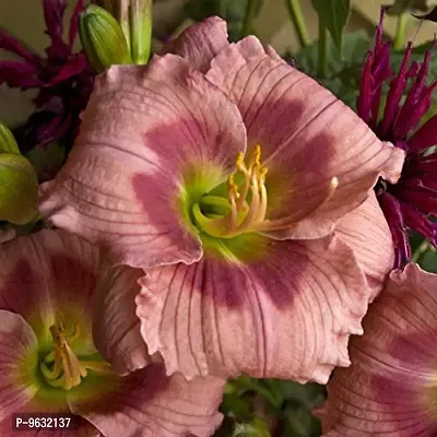 Daylily | Hemerocallis | Daylilies | Day Lily Home Outdoor Gardening Plants Flowering Bulbs Pack of 2 Rose Katherine