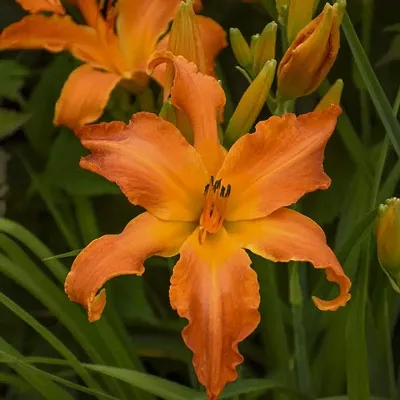 Daylily | Hemerocallis | Daylilies | Day Lily Home Outdoor Gardening Plants Flowering Bulbs Pack of 5 Primal Scream