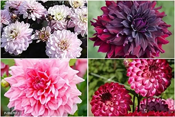 IMP. Dahlia | Dhalia | Dahalia Home Outdoor Gardening Flowering Bulbs Pack of 2 Multi Collection