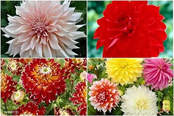 IMP. Dahlia | Dhalia | Dahalia Home Outdoor Gardening Flowering Bulbs Pack of 2 Multi Collection