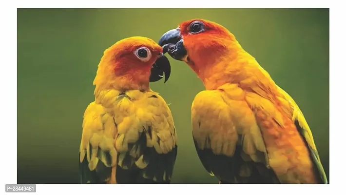 Sun Conures Multicolor Wall Posters 18X12