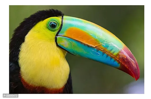 Toucan Birds Multicolor Wall Posters 18X12-thumb0