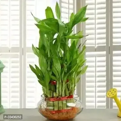 Lucky Bamboo Straight Stick-thumb0