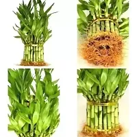 Lucky Bamboo Plant with Beautiful Golden  Round Glass Vase Seed-thumb3