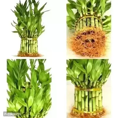 Lucky Bamboo Plant with Beautiful Golden  Round Glass Vase Seed-thumb4