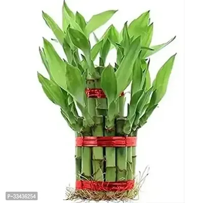 Lucky Bamboo Plant with Beautiful Golden  Round Glass Vase Seed-thumb0