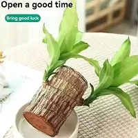 Lucky Bamboo Straight Stick-thumb1