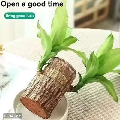 Lucky Bamboo Straight Stick-thumb2