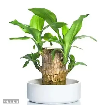 Brazil Lucky Wood Plant-thumb0