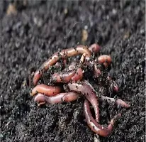 Earthworms/ Kechua for Making vermicomposting 1kg-thumb2