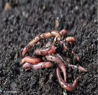 Earthworms/ Kechua for Making vermicomposting 1kg-thumb3