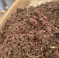 Earthworms/ Kechua for Making vermicomposting 1kg-thumb3