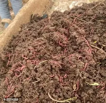 Earthworms/ Kechua for Making vermicomposting 1kg-thumb4