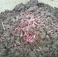 Earthworms/ Kechua for Making vermicomposting 1kg-thumb1