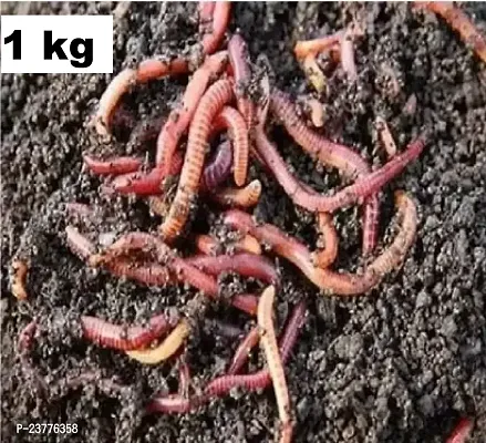 Earthworms/ Kechua for Making vermicomposting 1kg-thumb0