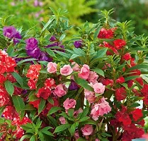 Balsam Double Mixed Flower Seeds ( Pack of 50 Fresh Seeds )-thumb3