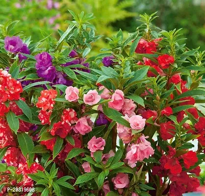 Balsam Double Mixed Flower Seeds ( Pack of 50 Fresh Seeds )-thumb4