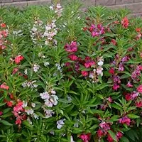 Balsam Double Mixed Flower Seeds ( Pack of 50 Fresh Seeds )-thumb2