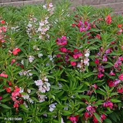 Balsam Double Mixed Flower Seeds ( Pack of 50 Fresh Seeds )-thumb3