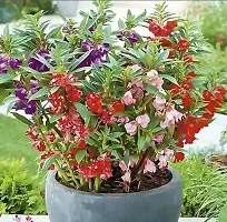 Balsam Double Mixed Flower Seeds ( Pack of 50 Fresh Seeds )-thumb1