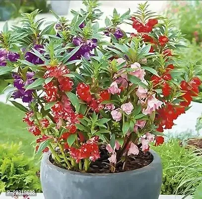 Balsam Double Mixed Flower Seeds ( Pack of 50 Fresh Seeds )-thumb2