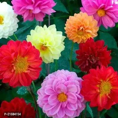 Dahlia Double Mixed Flower Seeds (Pack of 30 seeds)