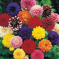 Dahlia Double Mixed Flower Seeds (Pack of 30 seeds)-thumb1