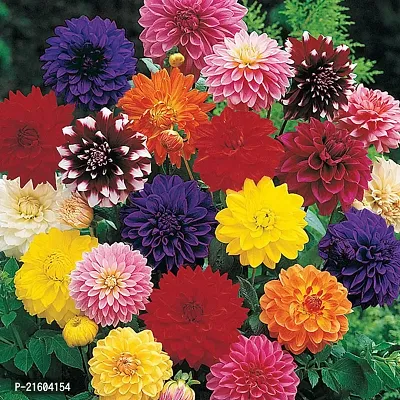 Dahlia Double Mixed Flower Seeds (Pack of 30 seeds)-thumb2