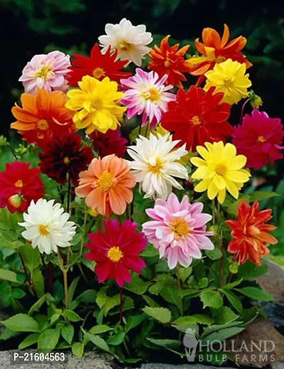 Dahlia Double Mixed Flower Seeds (Pack of 500 Seeds)-thumb0