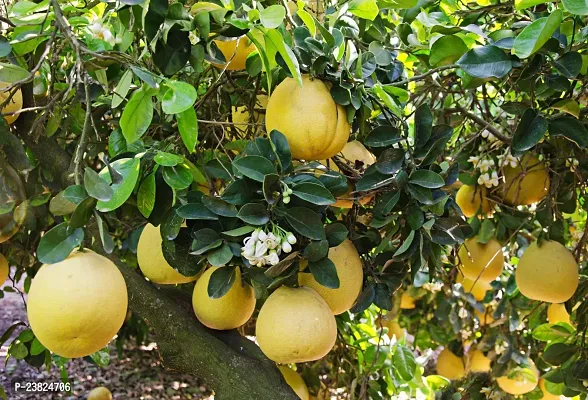 Assembly Jumbura Pomelo Fruit Tree ( pack of 1 healthy Fruit Tree )