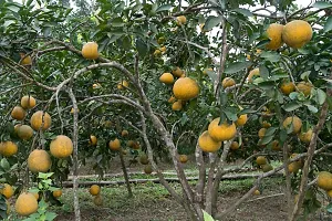 Assembly Jumbura Pomelo Fruit Tree ( pack of 1 healthy Fruit Tree )-thumb1