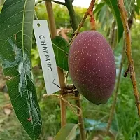 Grafted Chakapat Mango Tree ( Pack Of 1 Healthy Tree )-thumb1