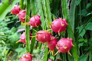 Natural Agrocare Red Dragon fruit plant ( Pack of 1 Plant )-thumb1