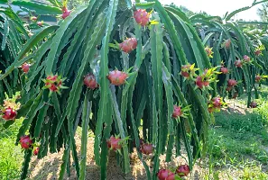 Natural Agrocare Red Dragon fruit plant ( Pack of 1 Plant )-thumb2