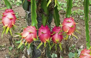 Natural Agrocare Pink Dragon Fruit plant ( Pack of 1 Plant )-thumb1