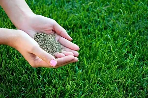 Natural Agrocare Imported Mexican Lawn Grass Seed ( Pack of 10 Gram Seed )-thumb3