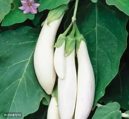 brinjal benganf1 hybrid vegetable seeds pack of 100 seeds-thumb0