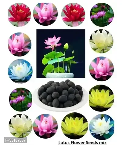 lotus flower seeds mix indoor for home garden 20 seeds instruction manual