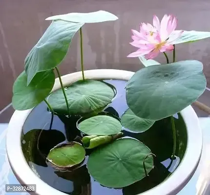 Pink Lotus Flower Seeds ( 20 seed) Organic Water Lilies Lotus Bowl Aquatic Plants Flower Easy to Grow Seeds for Bonsai Planting Pond Indoor Outdoor Decor-thumb0