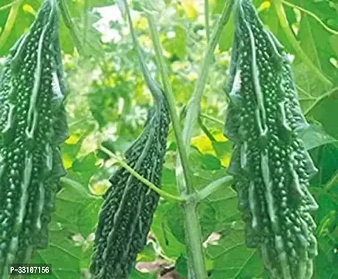 bitter gourd vegetable seeds karela seeds plant 20 seeds home garden pack-thumb0