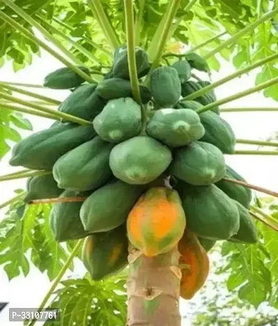 red lady papaya f1 hybrid fruit seeds pack of 40 seed-thumb0