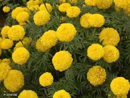 marigold flower seeds for all season india pack of 50 seeeds garden flower seeds-thumb0