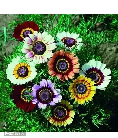 indian chrysanthemum hybrids mixed flower 50 seeds