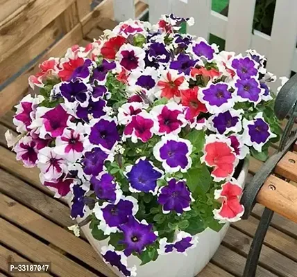 petunia flower best quality premium hyrbrid pack of 50 seeds-thumb0