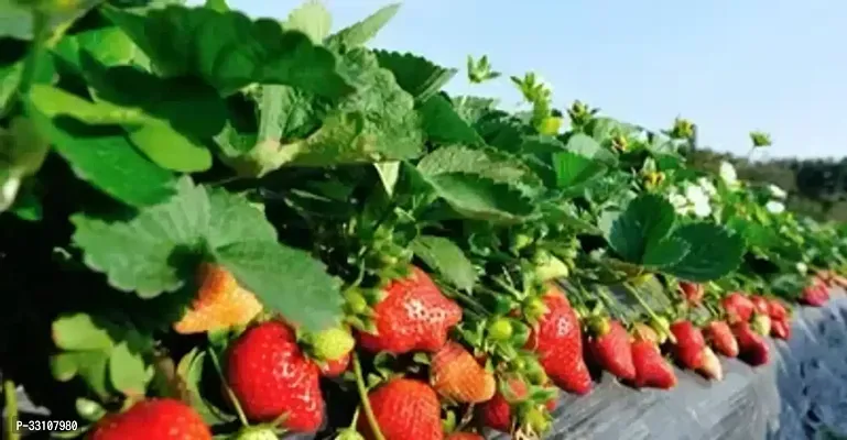 imported strawberry fruit indooroutdoor plant seed pack of 20 seeds perfect for home gardening-thumb0