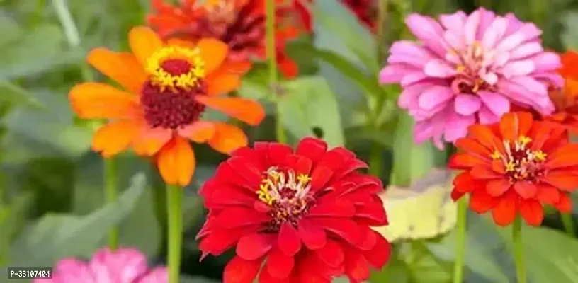 zinnia hybrids mixed color zinnia flower 25 seeds for home gardening-thumb0