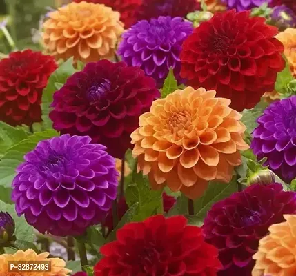 Dahlia Hybrids Mixed Color-Dahlia Flower-30 Seeds-For Home Gardening-thumb0