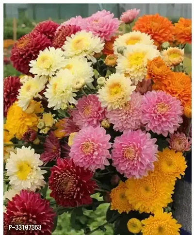 chrysanthemum mix color flower lant seed 30 per packet